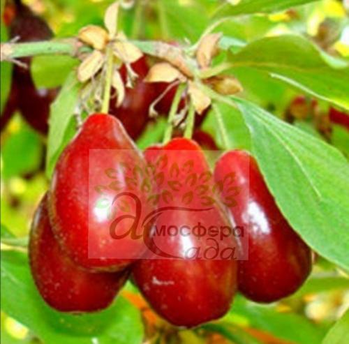 Кизил Светлячок 